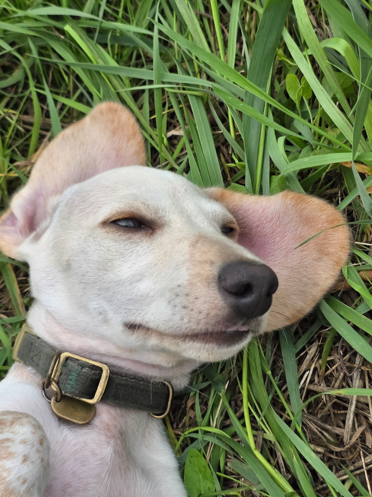 teckel dekreu kleine blonde piebald, Reu, 1 tot 2 jaar, Eén hond, Nederland