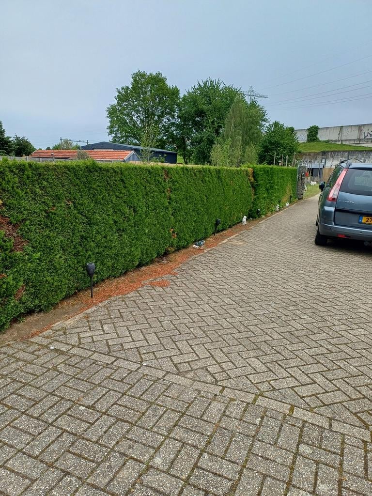 Gratis coniferen haag wel zelf uithalen, Tuin en Terras, Planten | Struiken en Hagen, Ophalen of Verzenden, Taxus, 100 tot 250 cm
