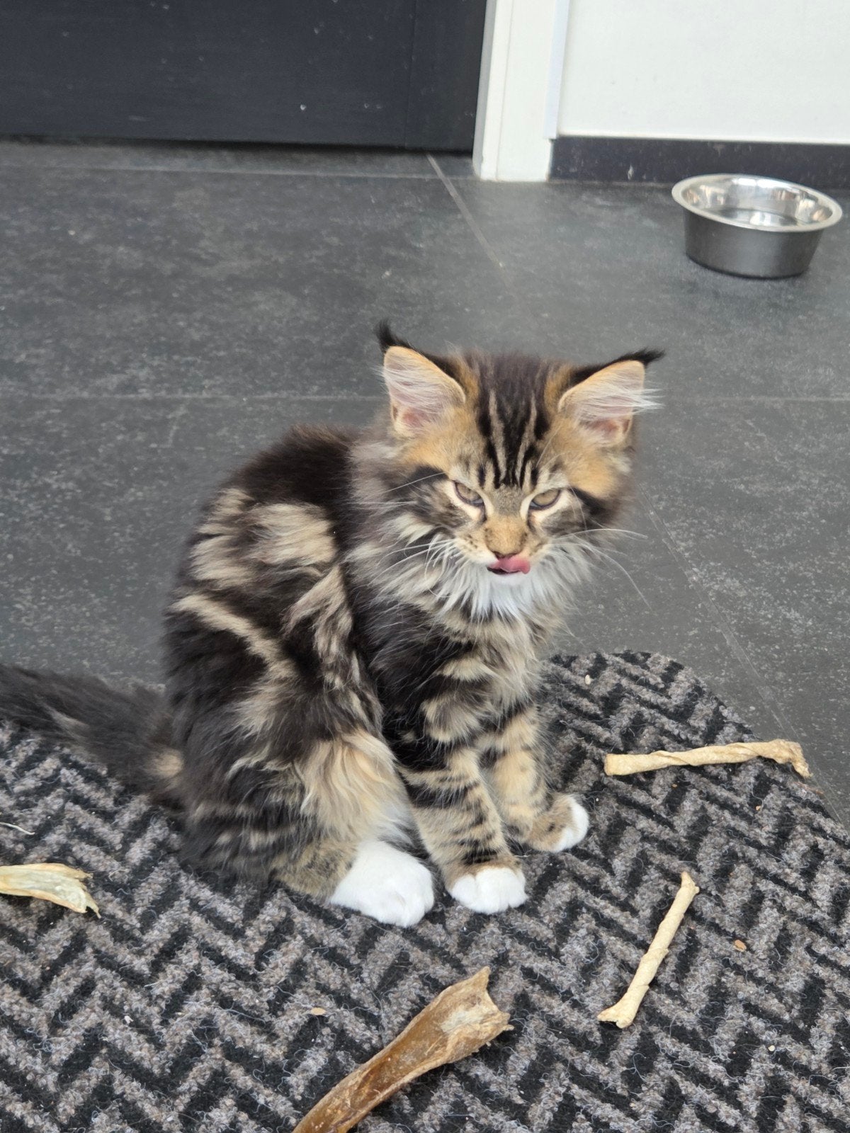 De laatste Maincoon een mooie Cypers!, Dieren en Toebehoren, Meerdere dieren, Gechipt