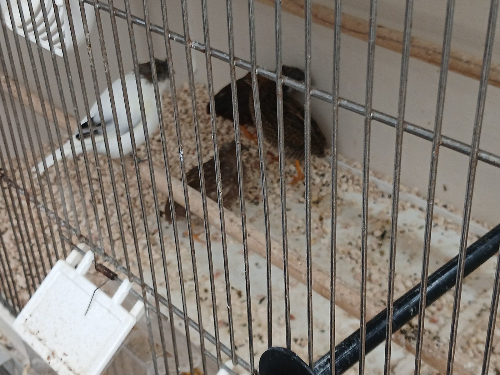 te koop trio chinese kwartels, Meerdere dieren