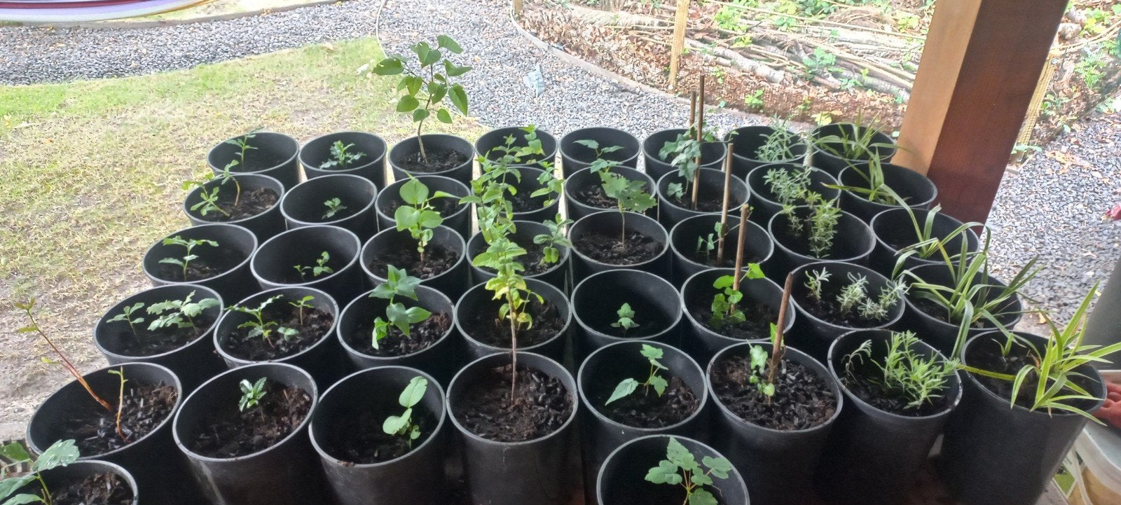 Jonge bomen en planten € 1, 50 pst, Tuin en Terras, Planten | Bomen, Ophalen, In pot, Volle zon, Overige soorten