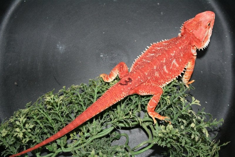 Baardagamen Bearded Dragons Red Bleu-tiger Hypo Trans Bearded Dragon photo 3