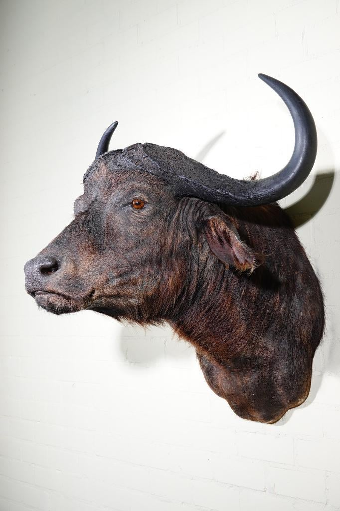 taxidermy cape buffalo kafferbuffel opgezette, Ophalen, Zo goed als nieuw, Hert, Gewei of Kop