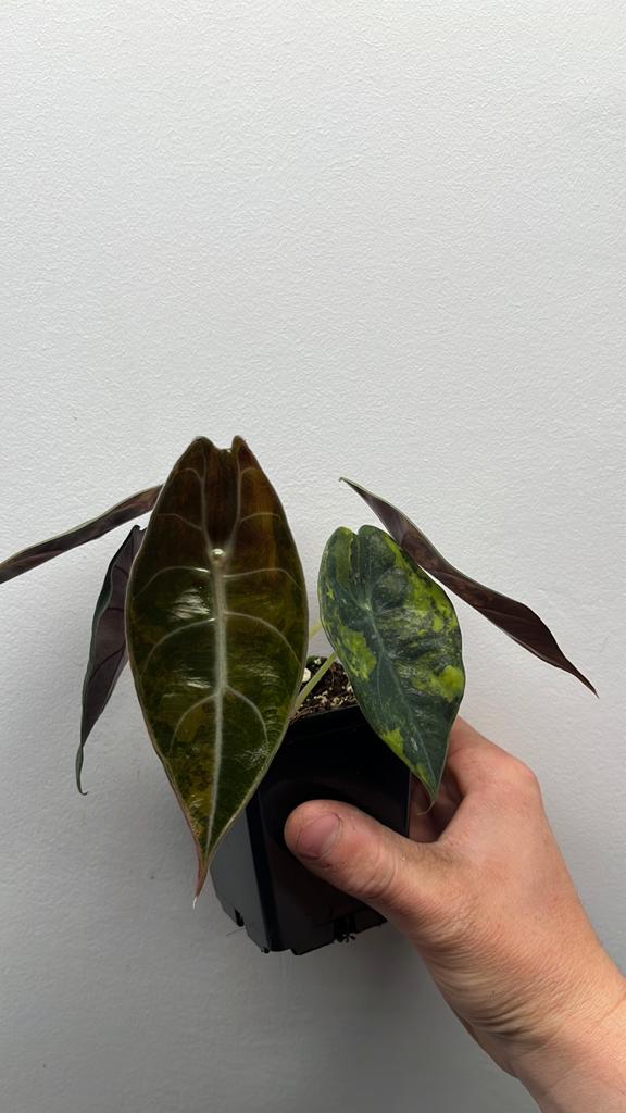 Alocasia Sedenii Aurea Variegata - Zeldzame Kamerplant #2, Huis en Inrichting, Kamerplanten, Overige soorten, In pot, Minder dan 100 cm