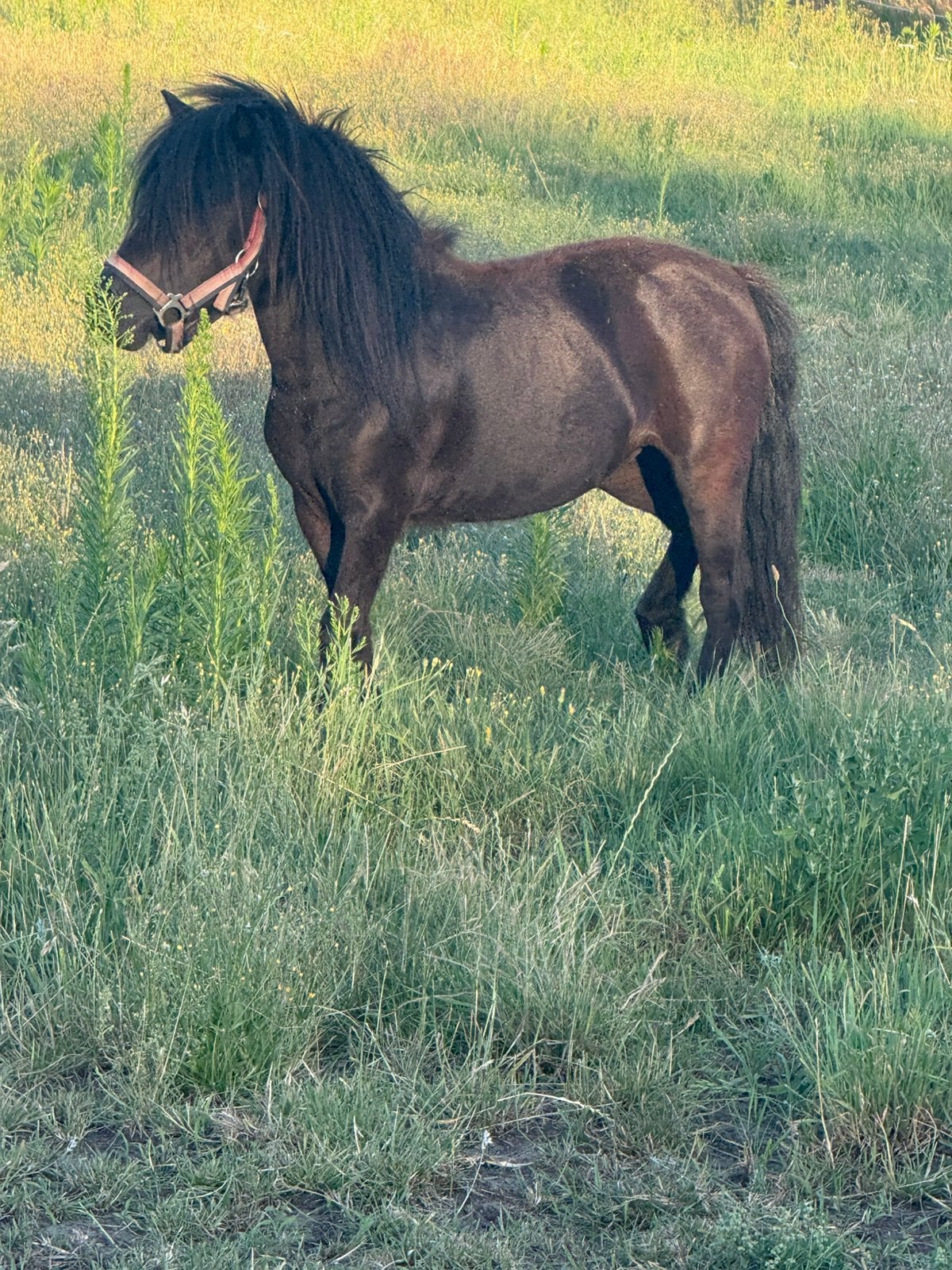 Shetlander merrie te koop, Dieren en Toebehoren, Pony's, Merrie, A pony (tot 1.17m), Gechipt, 3 tot 6 jaar