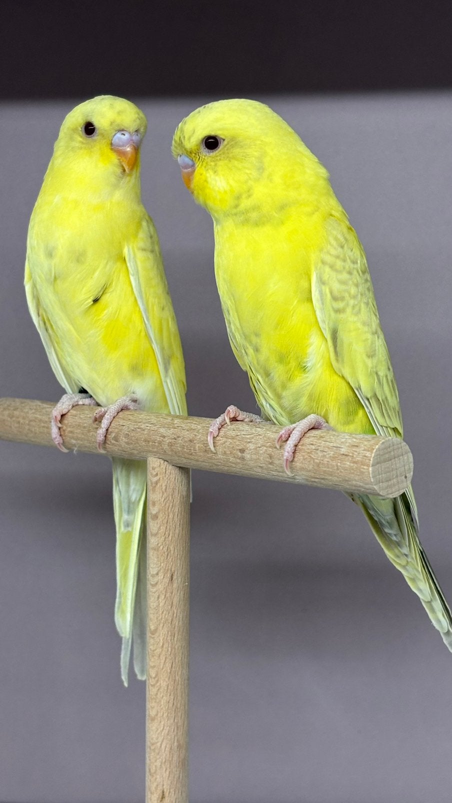 2 blackface dunfallow recessive pieds 1-0 en 0-1, Meerdere dieren, Parkiet