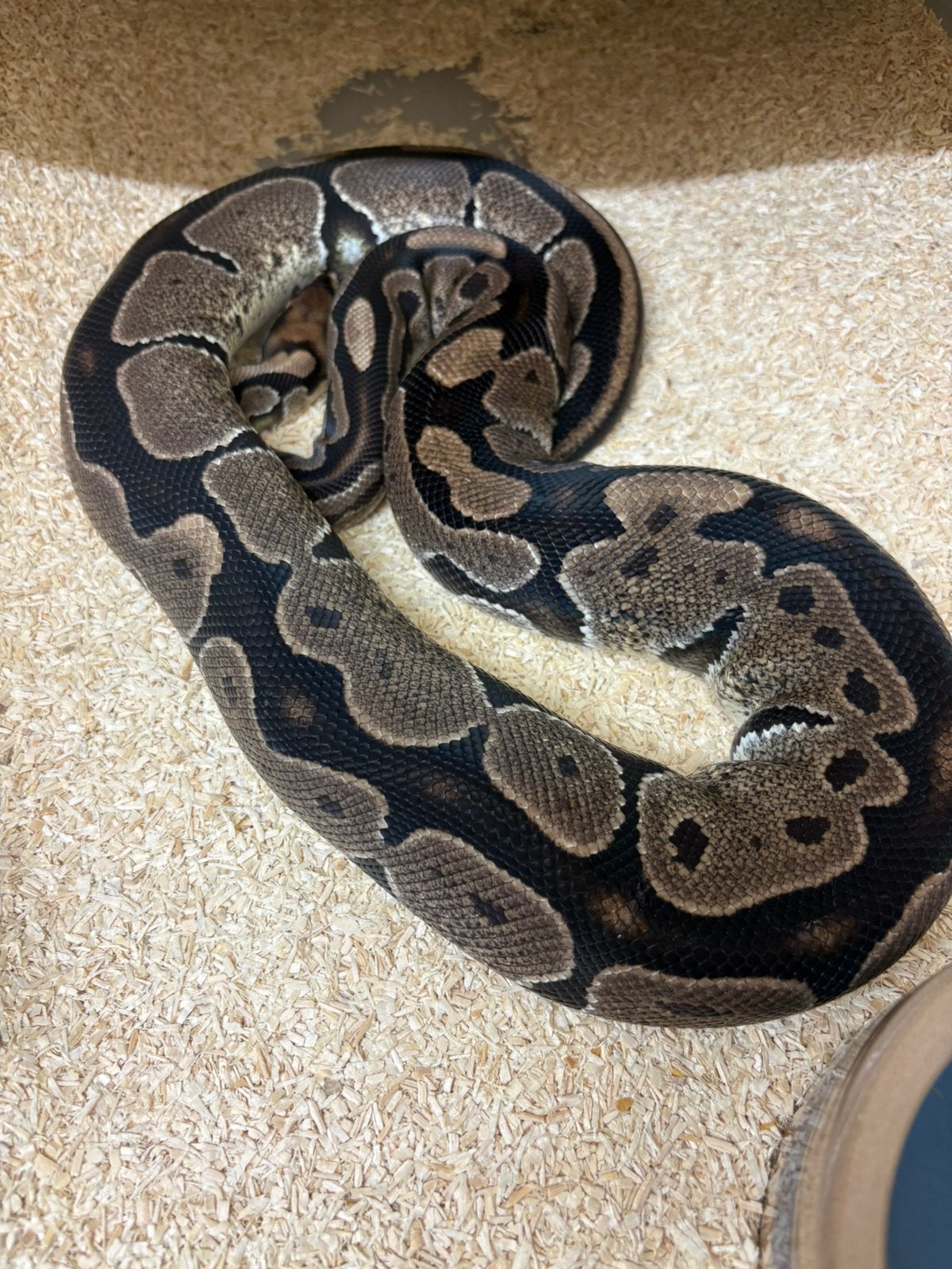 Koppel het Monarch., Slang