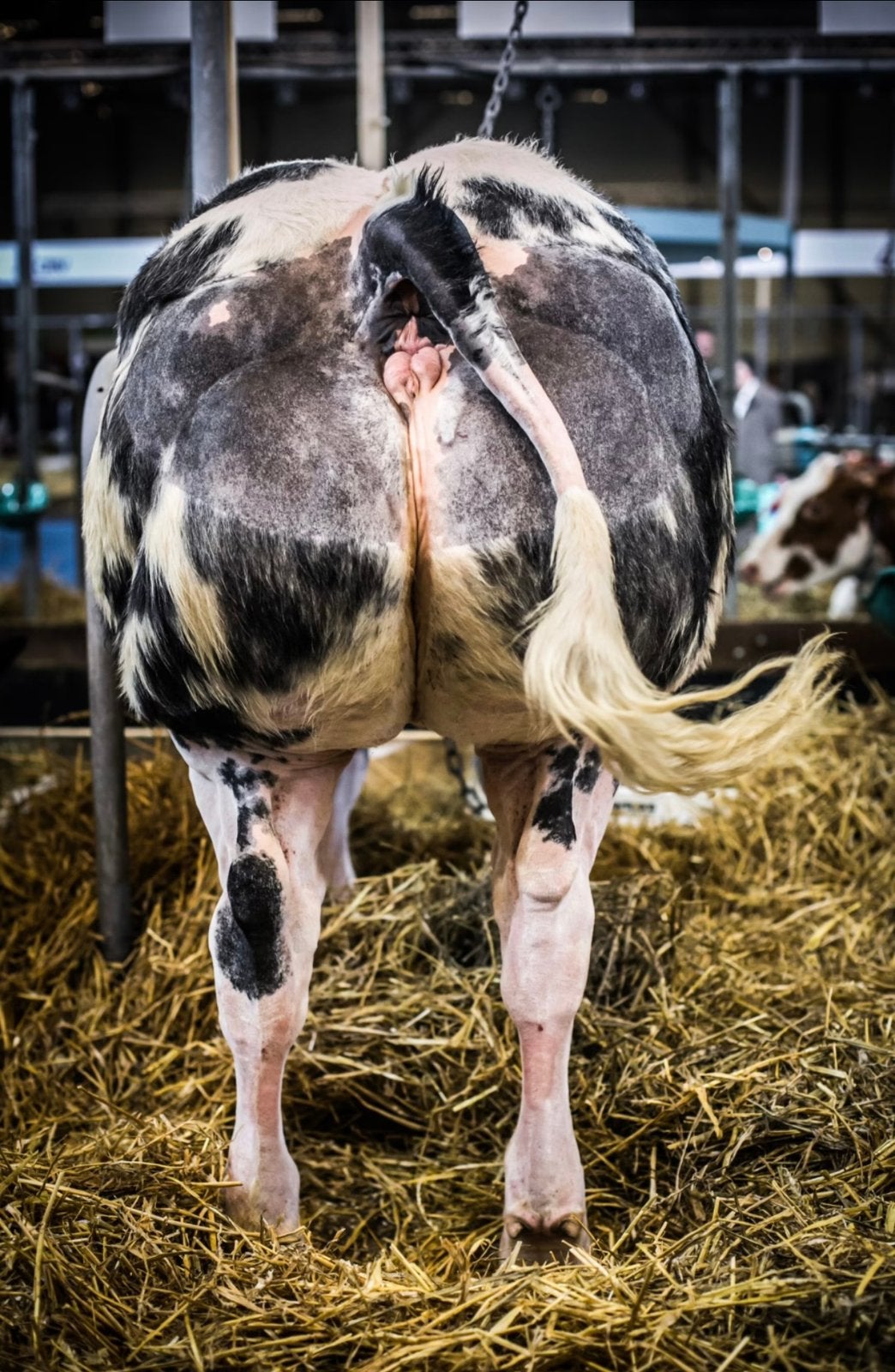 Doorlopend gevraagd: Luxe Vleesvee, Meerdere dieren