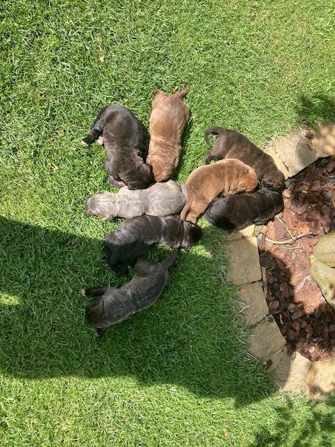 Cane corso pups, België, 8 tot 15 weken, Parvo, Bulldog