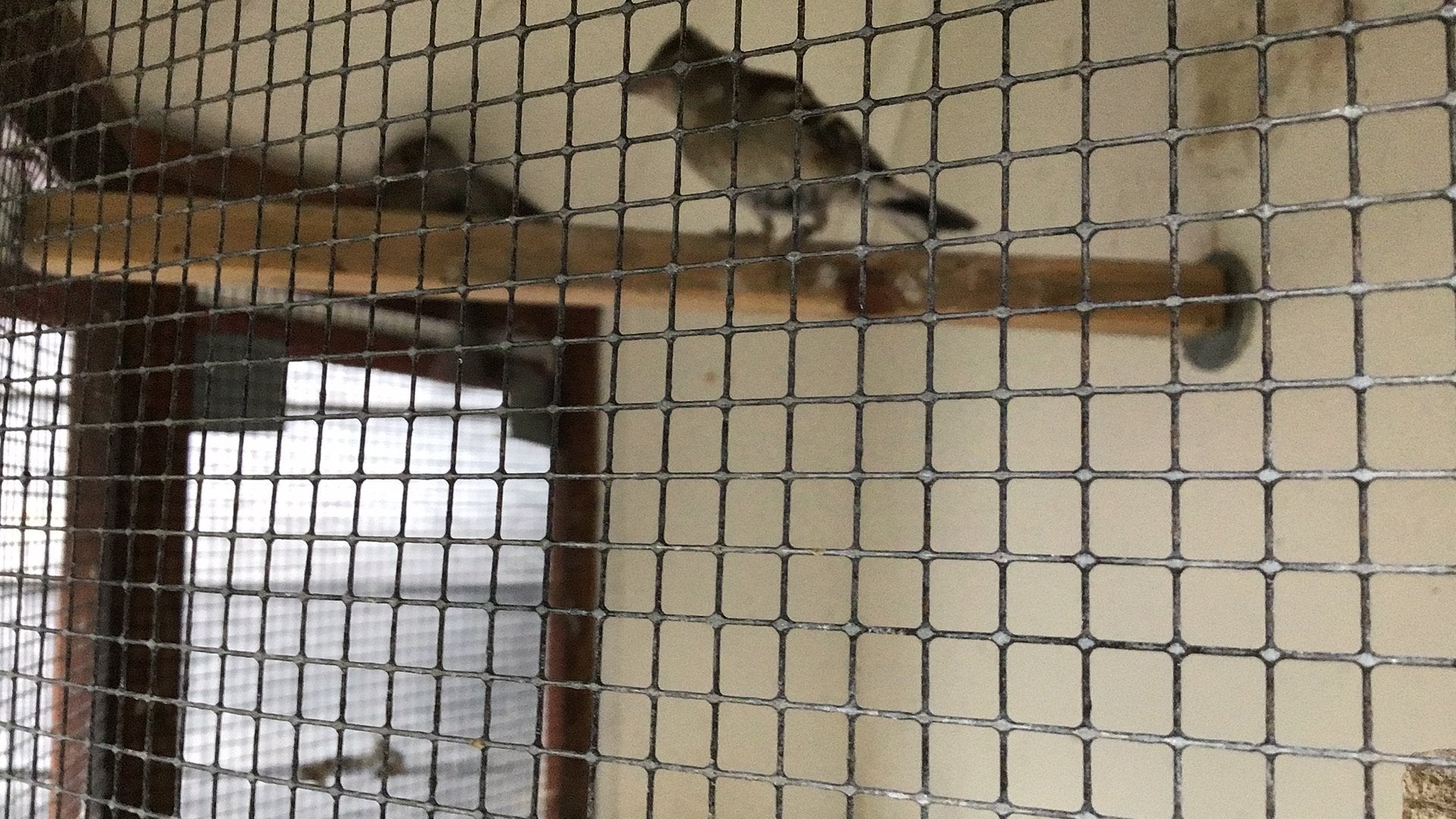 Te koop  vink. Pop. Geringd. 2026, Dieren en Toebehoren, Vogels | Overige Vogels, Vrouwelijk, Geringd