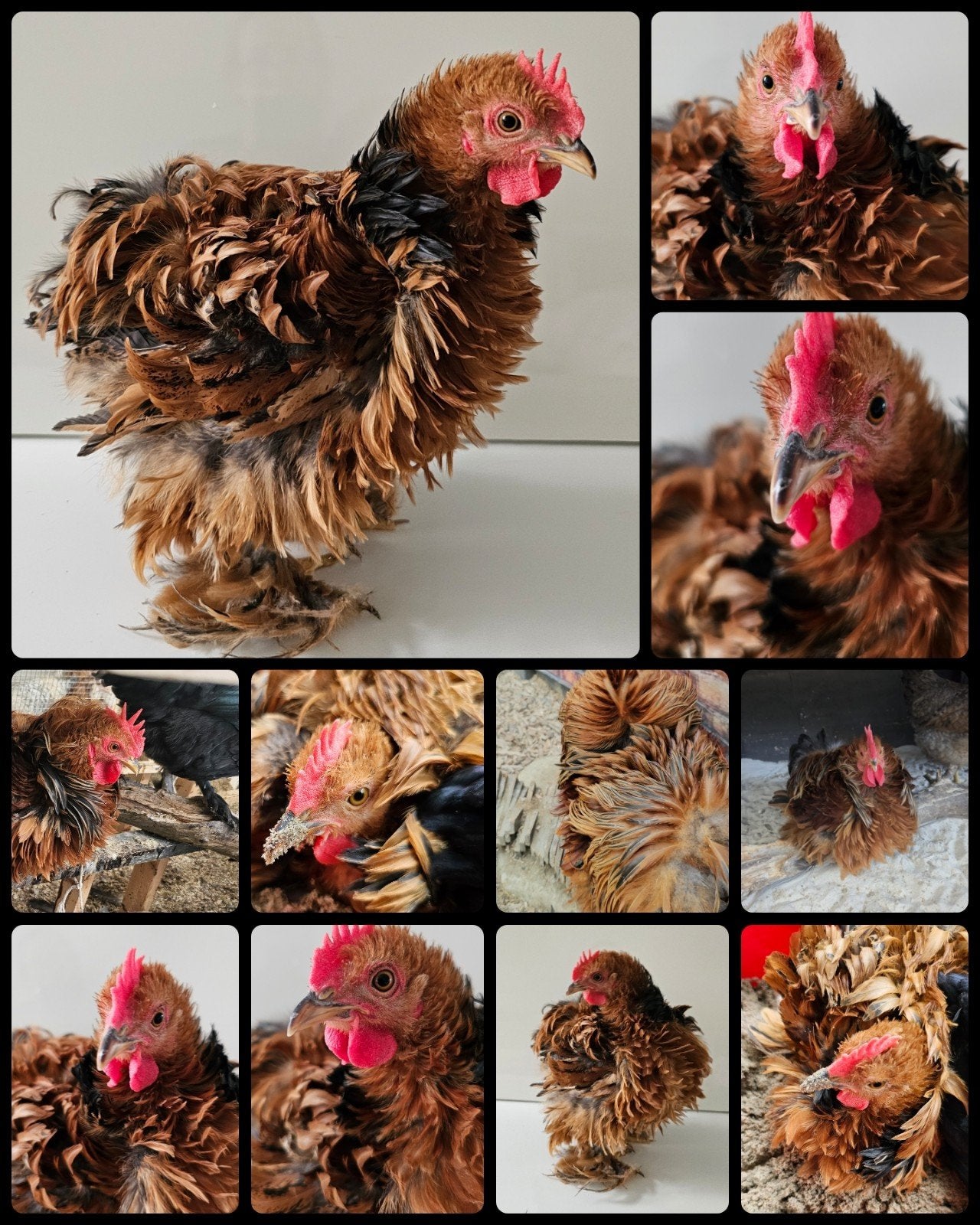 Cochin kriel krul haantje bruin gemêleerd, zeer tam, Dieren en Toebehoren, Pluimvee, Mannelijk, Kip