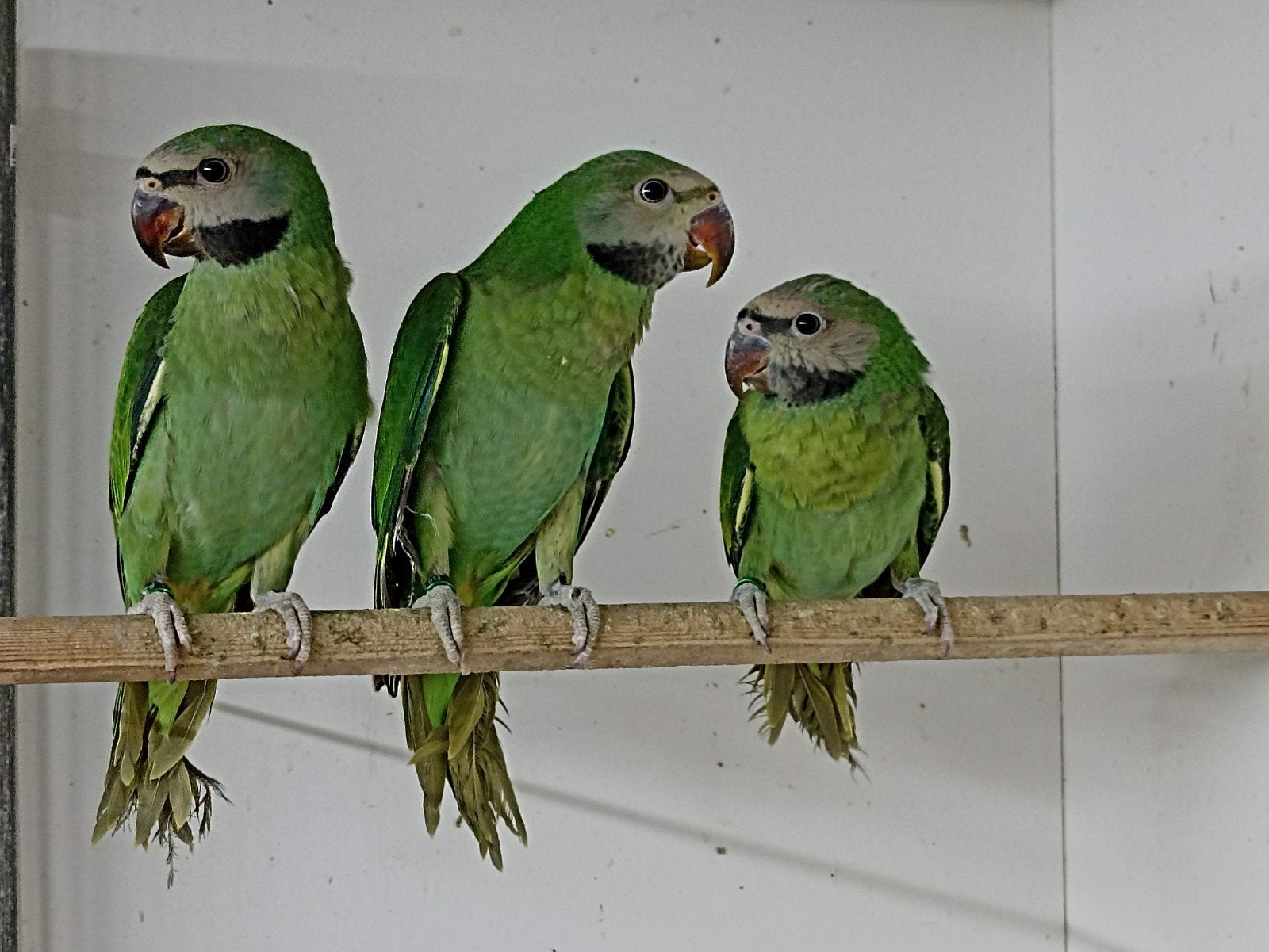 rozeborstbaardparkiet te koop en te ruil, Dieren en Toebehoren, Meerdere dieren, Parkiet, Geringd