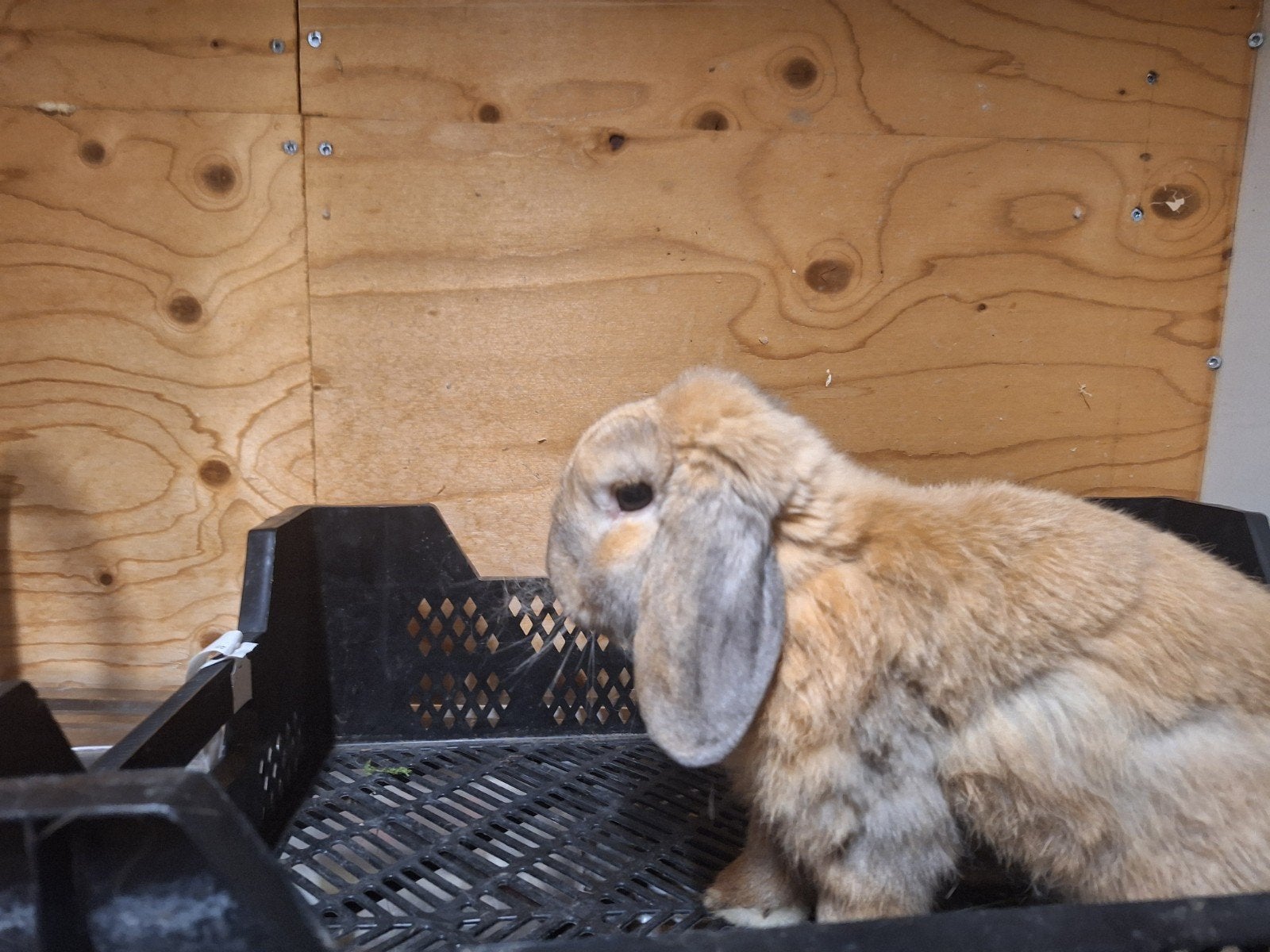 dwerg hangoor, Dieren en Toebehoren, Maart
