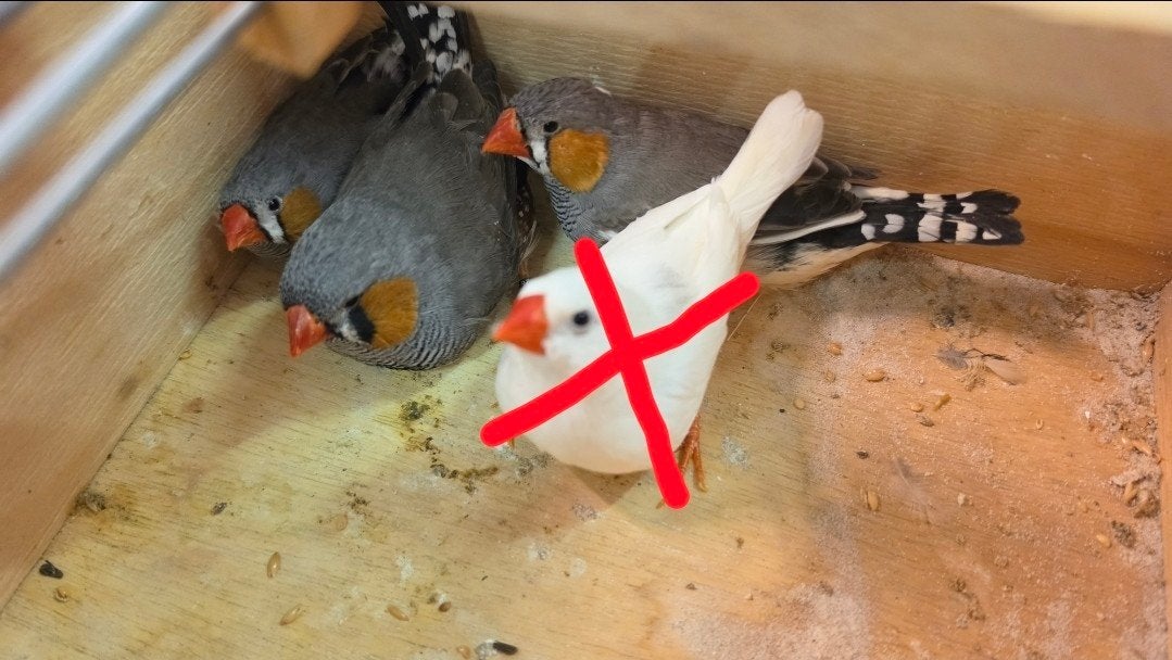 4 zebravinken voor 10€ (3-1), Meerdere dieren
