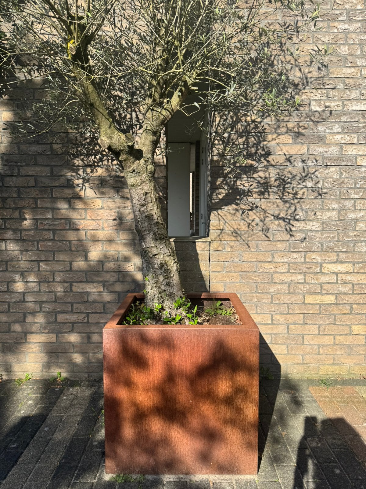 Olijfboom met prachtige pot van cortenstaal 70x70x70cm, Ophalen, Bloeit niet, Overige soorten, Volle zon