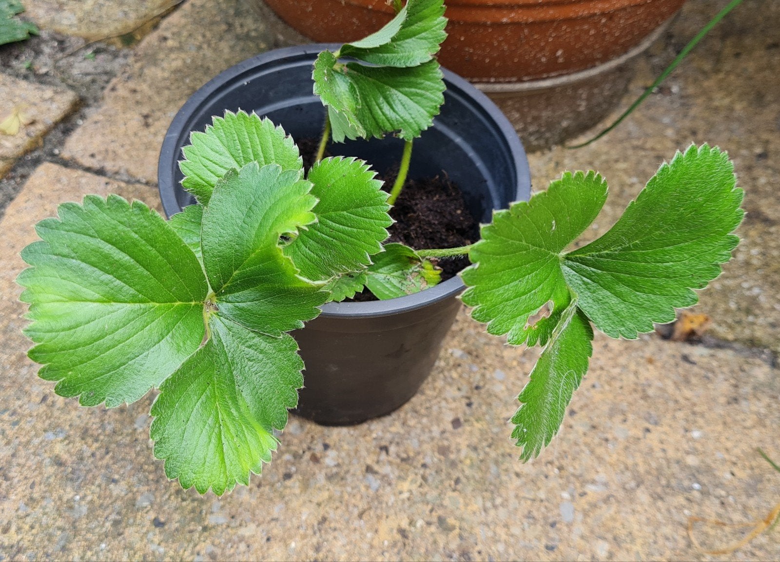 biologische aardbeienplantjes, Tuin en Terras, Ophalen, Volle zon, Vaste plant, Fruitplanten