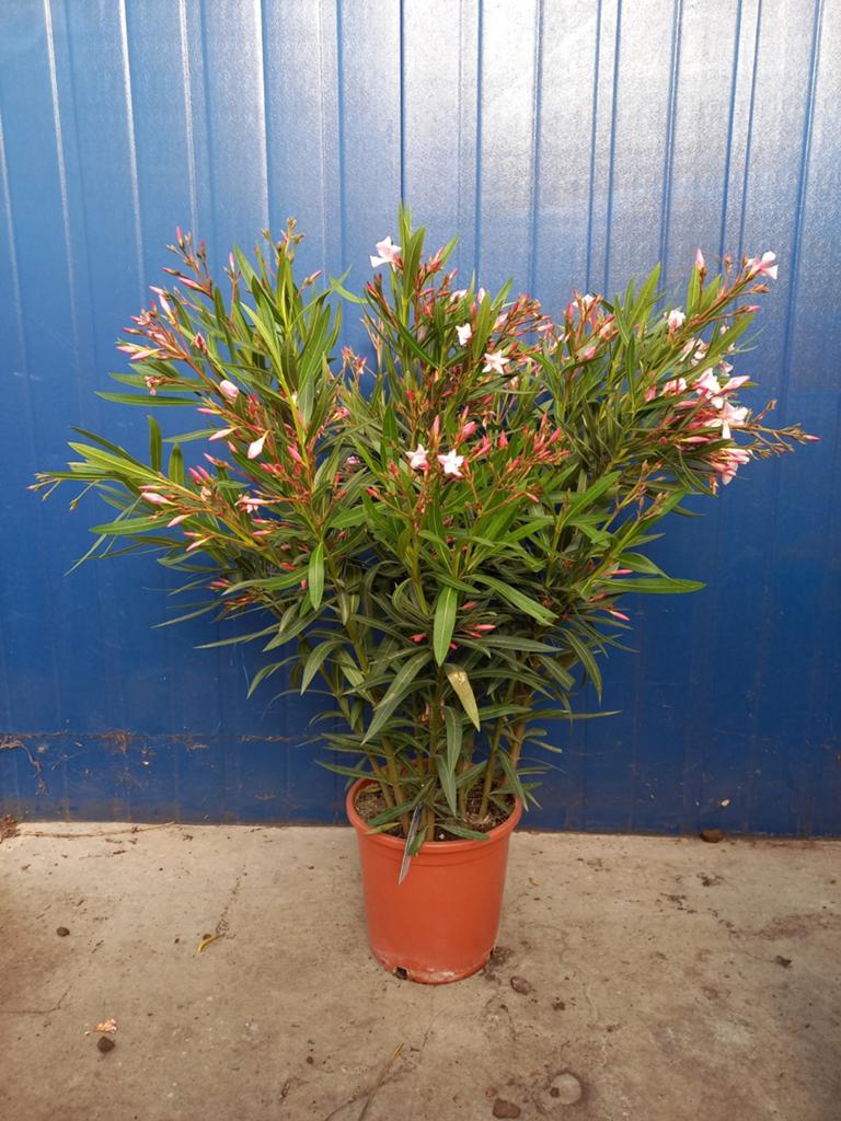 Oleander 70/80cm hoog €29,95, Ophalen, Overige soorten, Volle zon