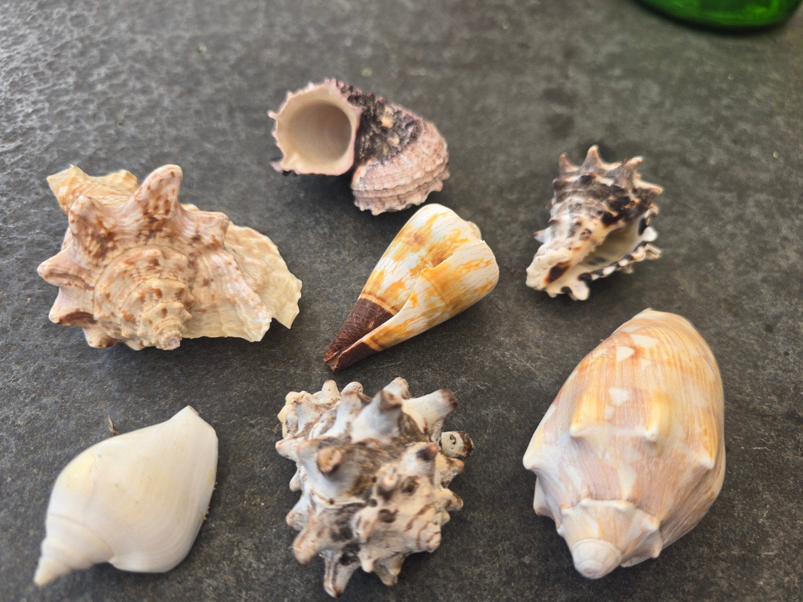 Mooie diverse schelpen collectie ( Doos2), Ophalen of Verzenden