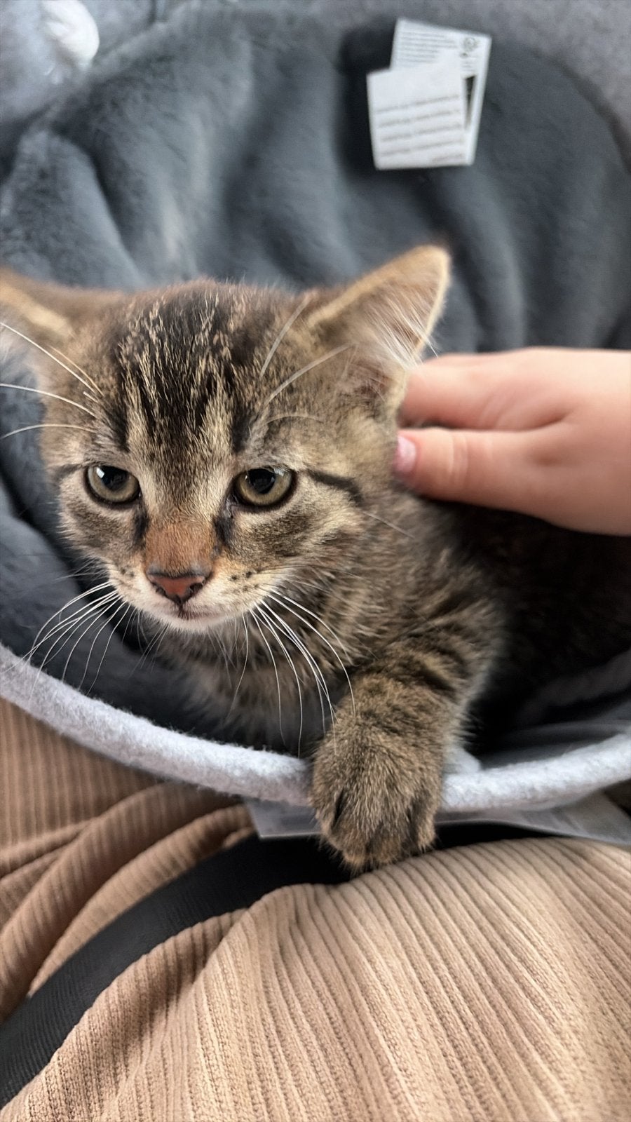 Kater kitten, Kater