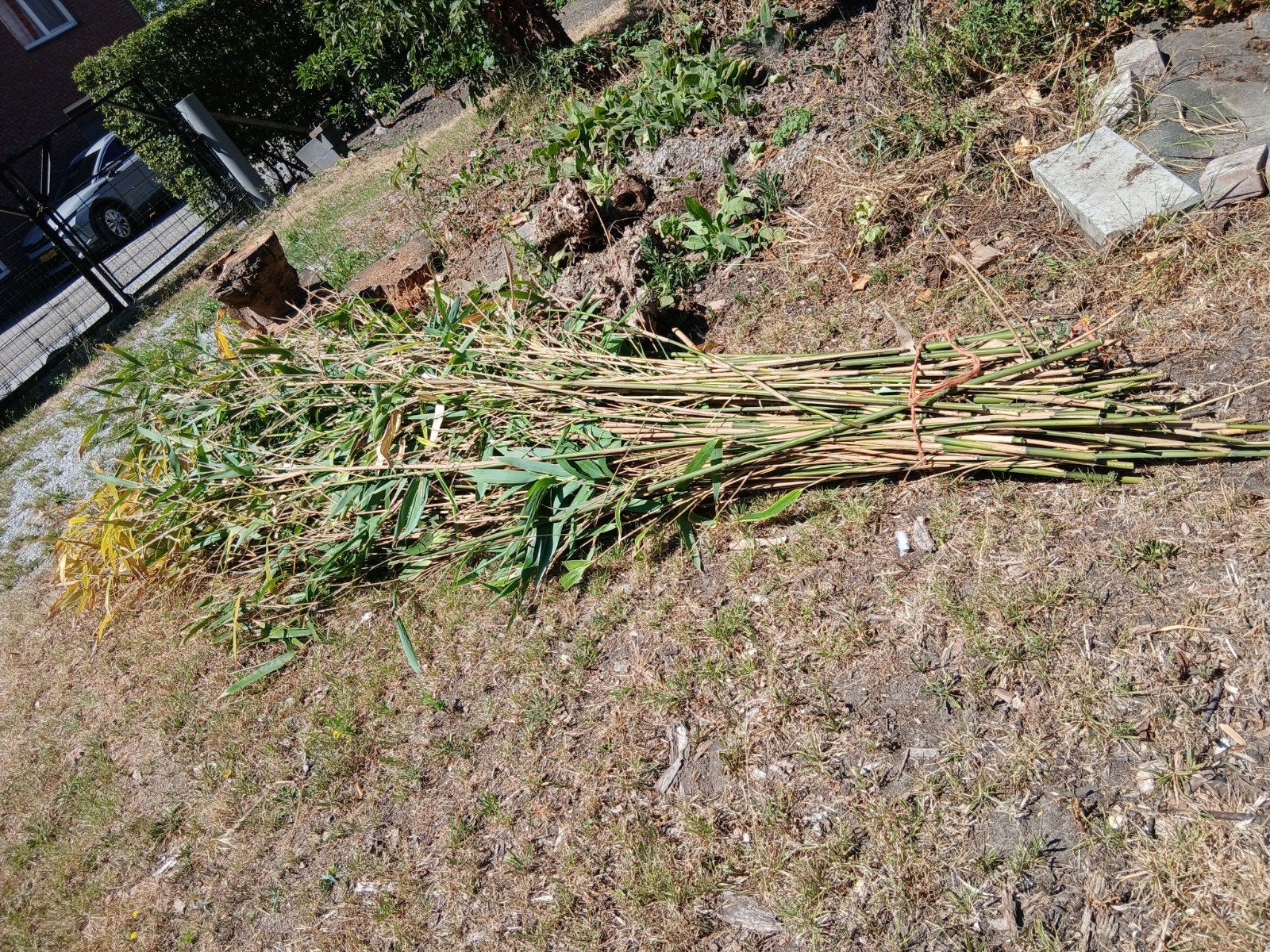Bamboe stokken bundel voor bijv. bijenhotel, Tuin en Terras, Planten | Tuinplanten, Ophalen, Bloeit niet, Overige soorten, Halfschaduw