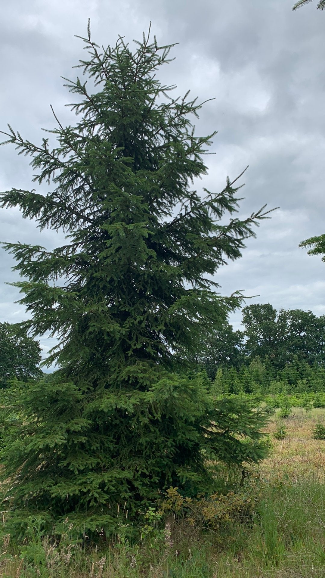 Kerstbomen voor bogen,buurtfeest,meiboom, Overige soorten, Zomer, 400 cm of meer, Ophalen