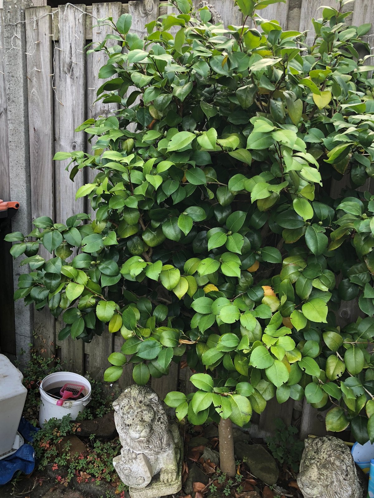 5 vaste planten/bomen camellia, roos op stam, hortensia, Overige soorten, 100 tot 250 cm, Zomer, Ophalen