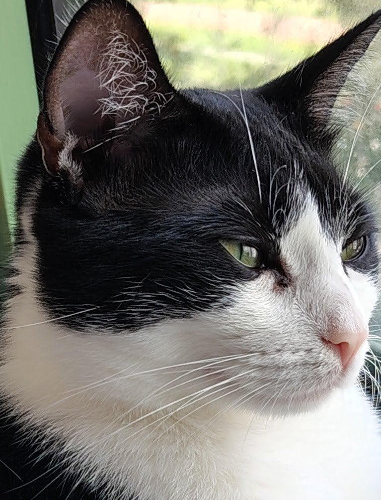 kat van twee jaar zoekt nieuw, huisje, Dieren en Toebehoren, Poes, 0 tot 2 jaar