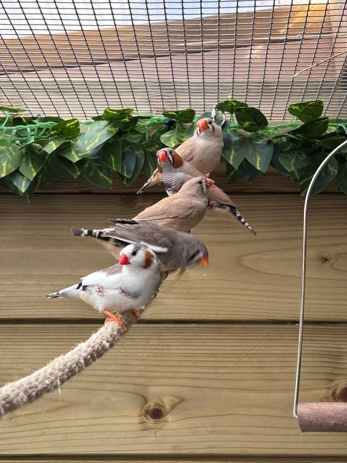 Zebravinken, Meerdere dieren