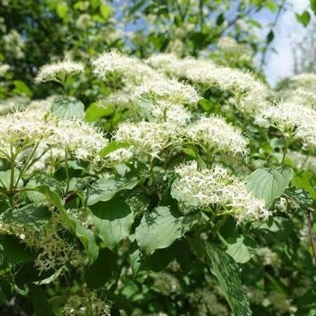 Mooie Cornus 'Flaviramea' (Kornoelje) in pot!, Ophalen, Overige soorten, 100 tot 250 cm