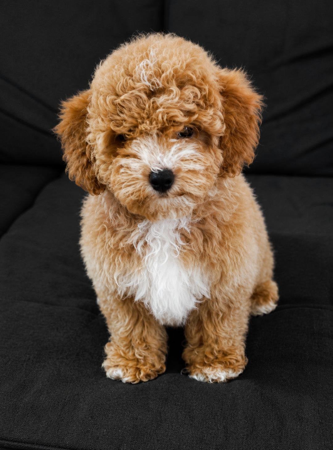 Cockapoo pup cocker spaniel x toypoedel, 15 weken tot 1 jaar, Eén hond, Nederland, Particulier