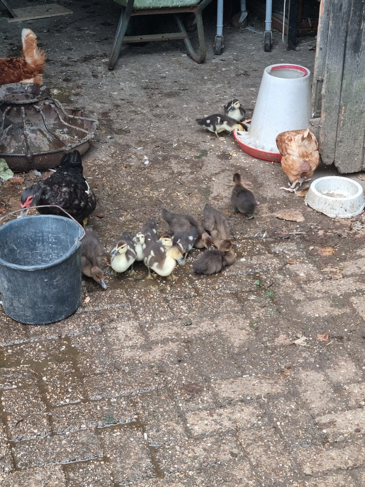 muskuseend, Dieren en Toebehoren