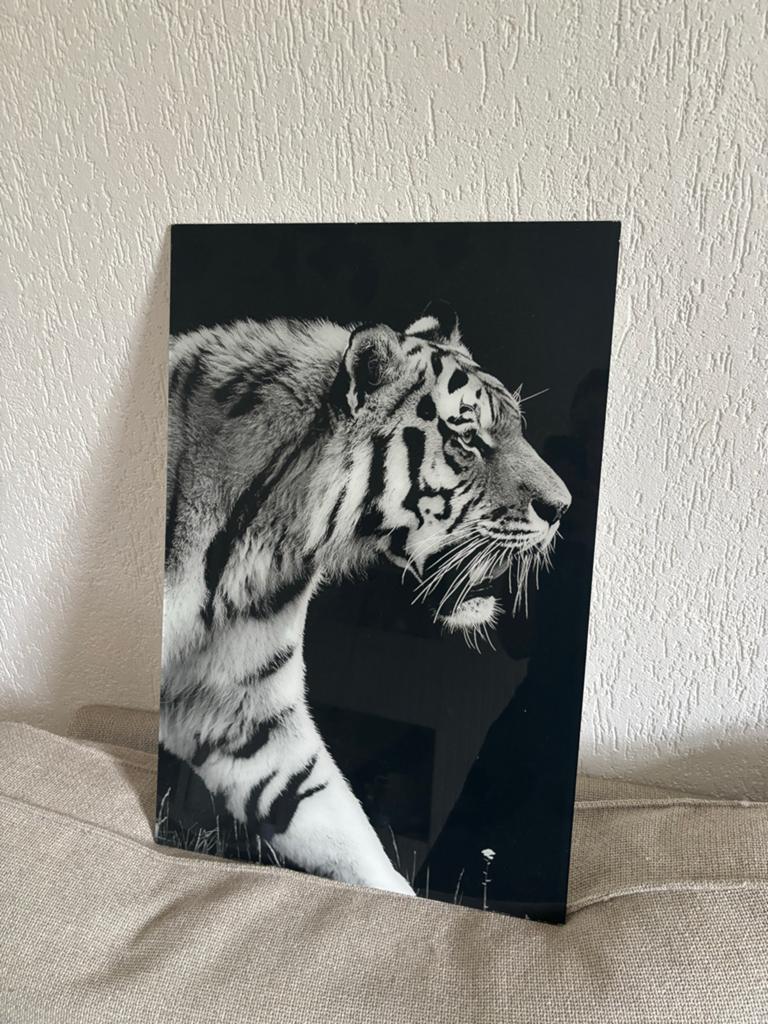 Moet weg! Plexiglas tijger - Zwart-wit kunstwerk, Ophalen, Minder dan 50 cm, Gebruikt, 50 tot 75 cm
