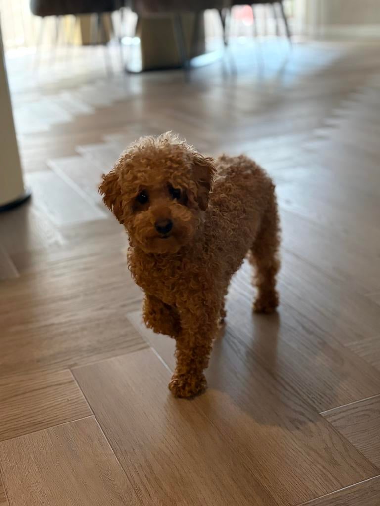 Mini Toy poedel teefje️ abrikoos, Dieren en Toebehoren, Poedel, 15 weken tot 1 jaar, Teef, Parvo