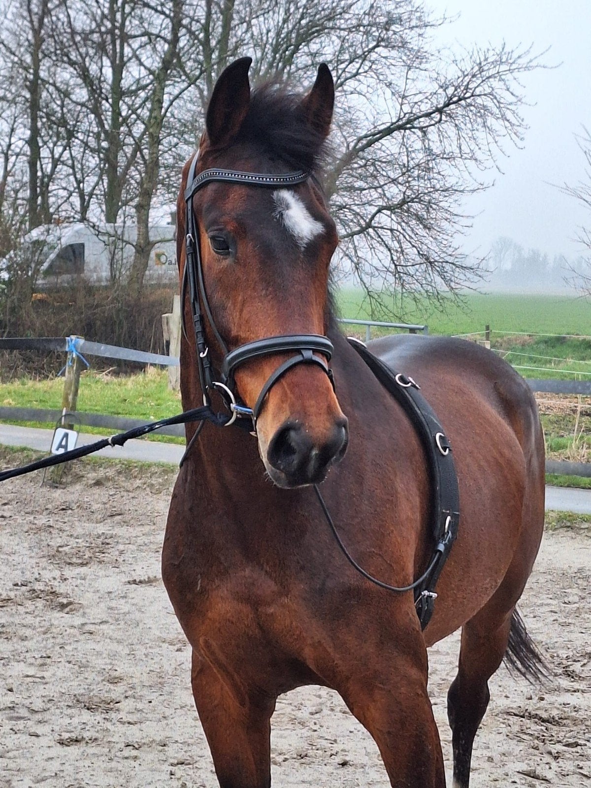 kwpn ruin 4 j, Dieren en Toebehoren, Paarden, Ruin, Dressuurpaard, Zadelmak, 3 tot 6 jaar