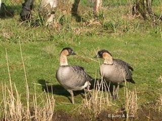 Zwanen Ganzen en Siereenden., Meerdere dieren, Gans of Zwaan