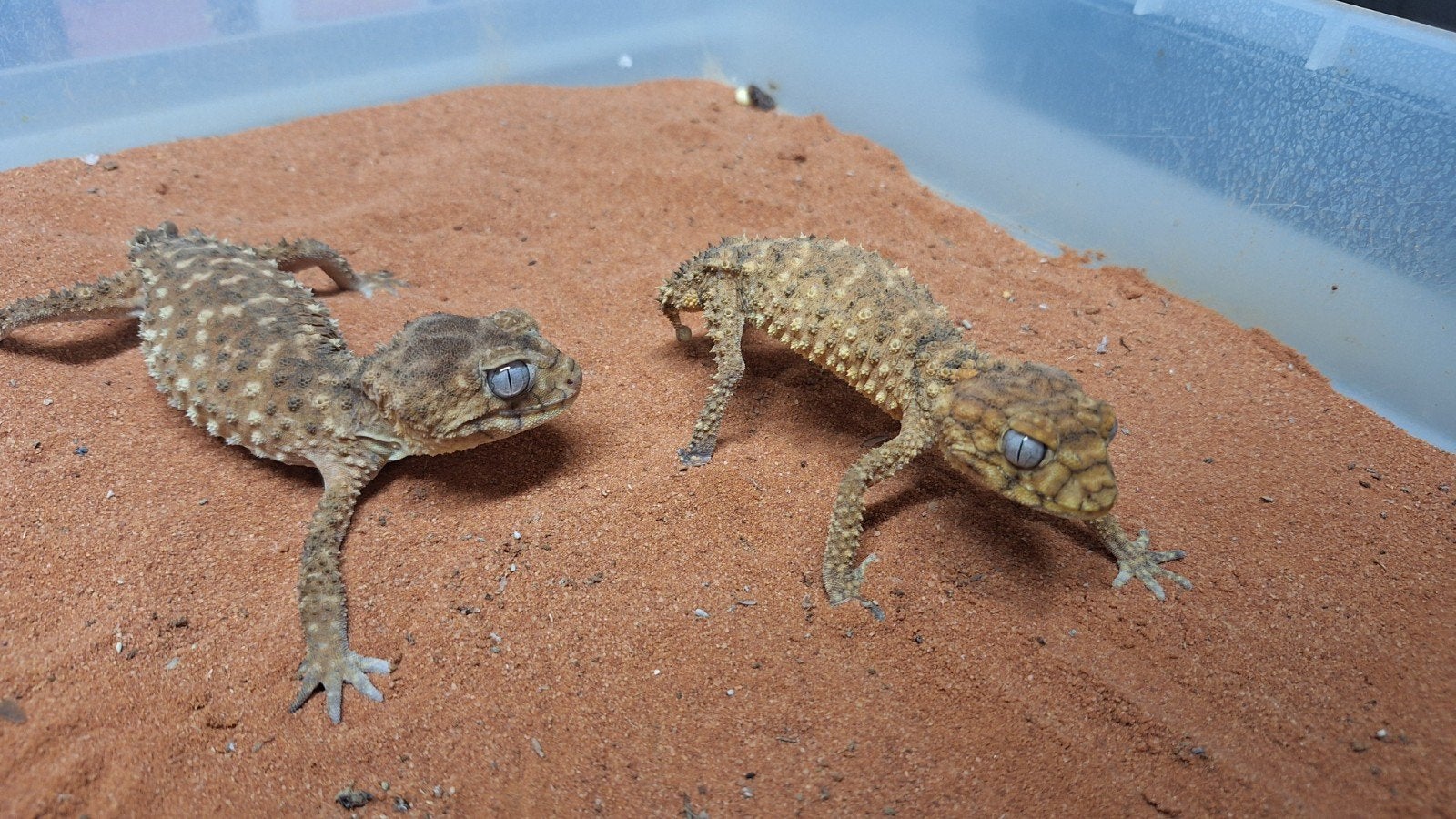 nephrurus amyae bewezen kweek koppel, Hagedis, Tam, 3 tot 6 jaar