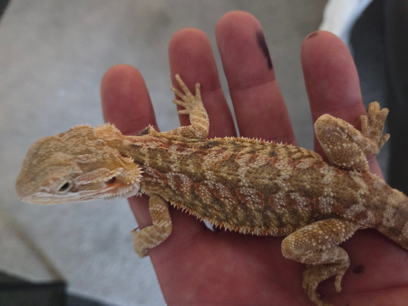 Baardagaam Pogona Vitticeps Red Orange Tiger Bearded Dragon photo 3