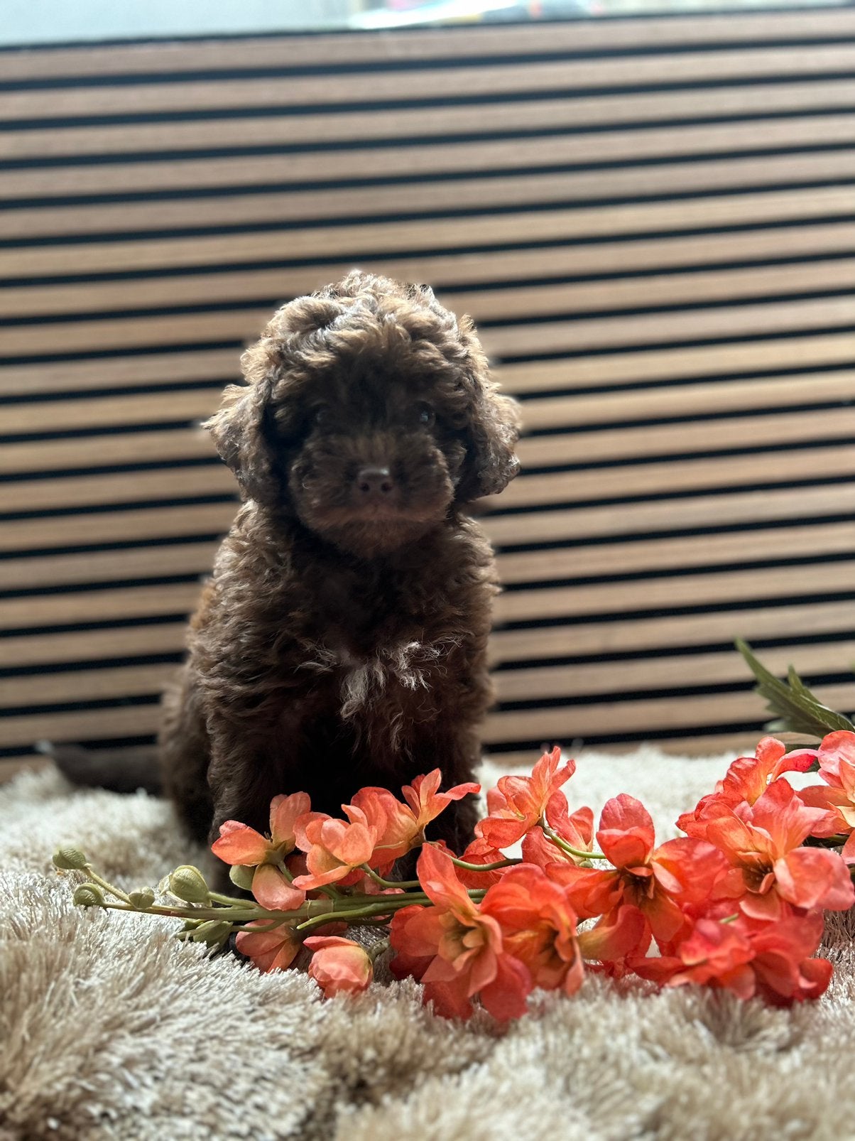 Kleine maltipoo puppys, Poedel, Parvo, Reu, 8 tot 15 weken