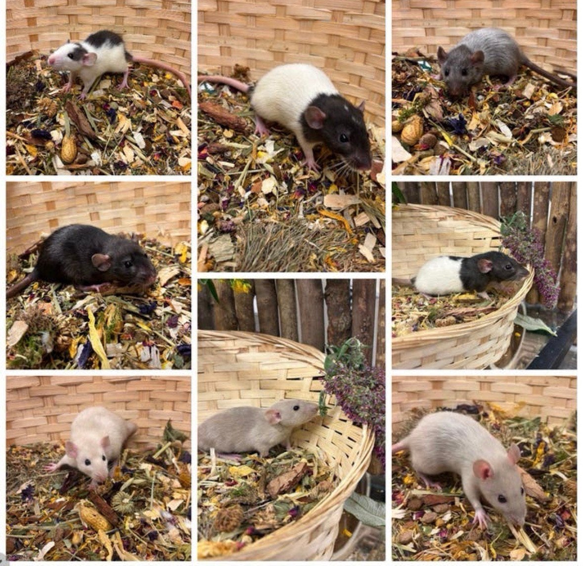 Jonge sociale, TAMME RATTEN ( VROUW, dumbo, van de fokker), Dieren en Toebehoren, Knaagdieren, Rat, Juli, Vrouwelijk, Tam
