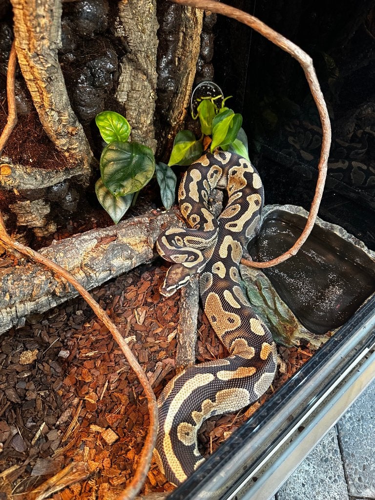 Python regius - Koningspython Ball Python - unknown for sale from Dierenspeciaalzaak Reerink