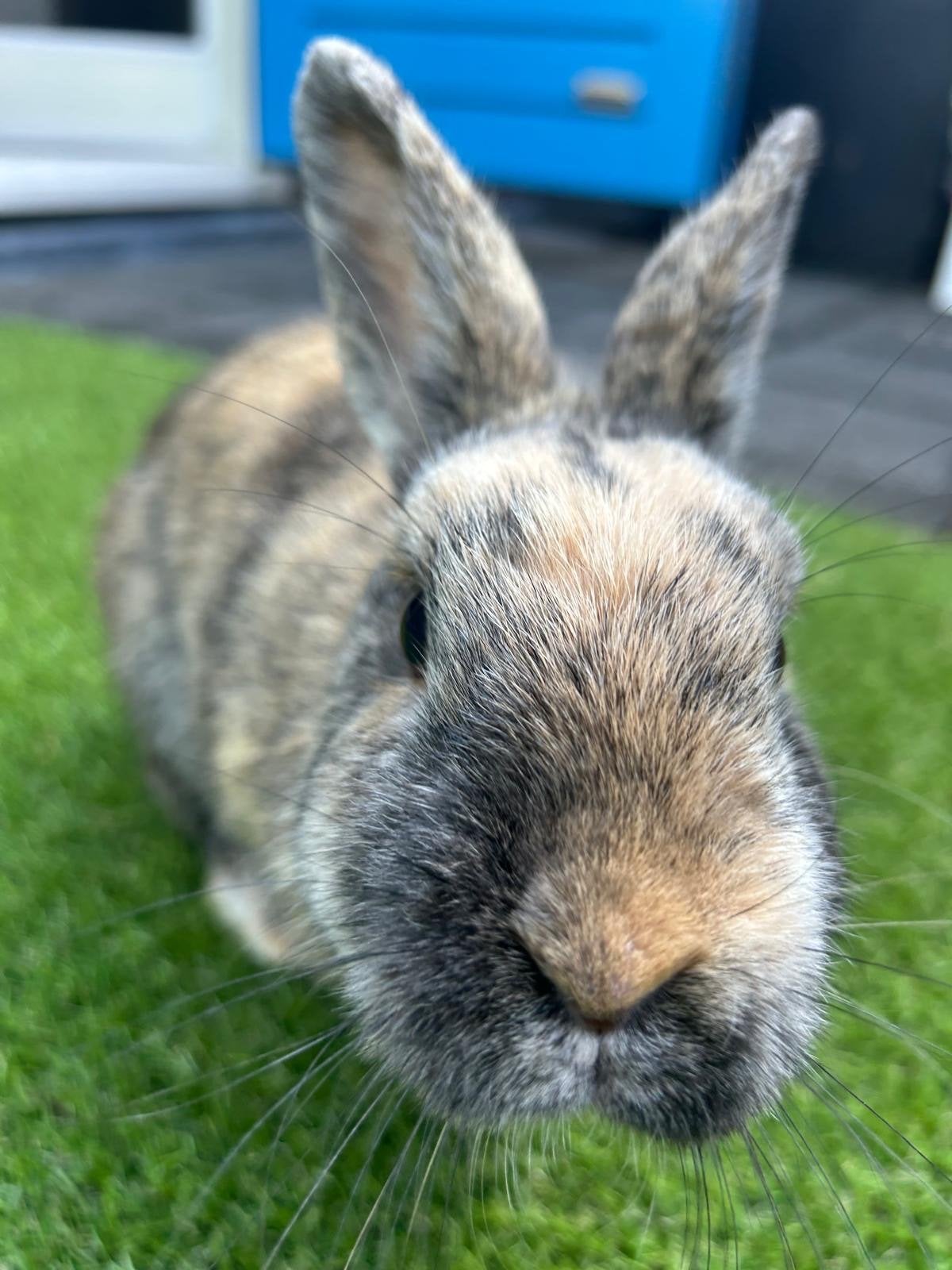 Lief “dwerg” Konijnen koppel en Konijnenverblijf, Dieren en Toebehoren, Konijnen, Meerdere dieren
