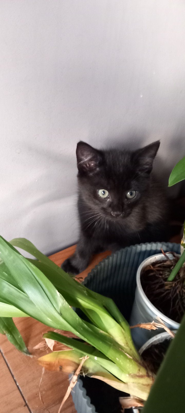 nog 2 zwarte katertjes gratis, Dieren en Toebehoren, Meerdere dieren