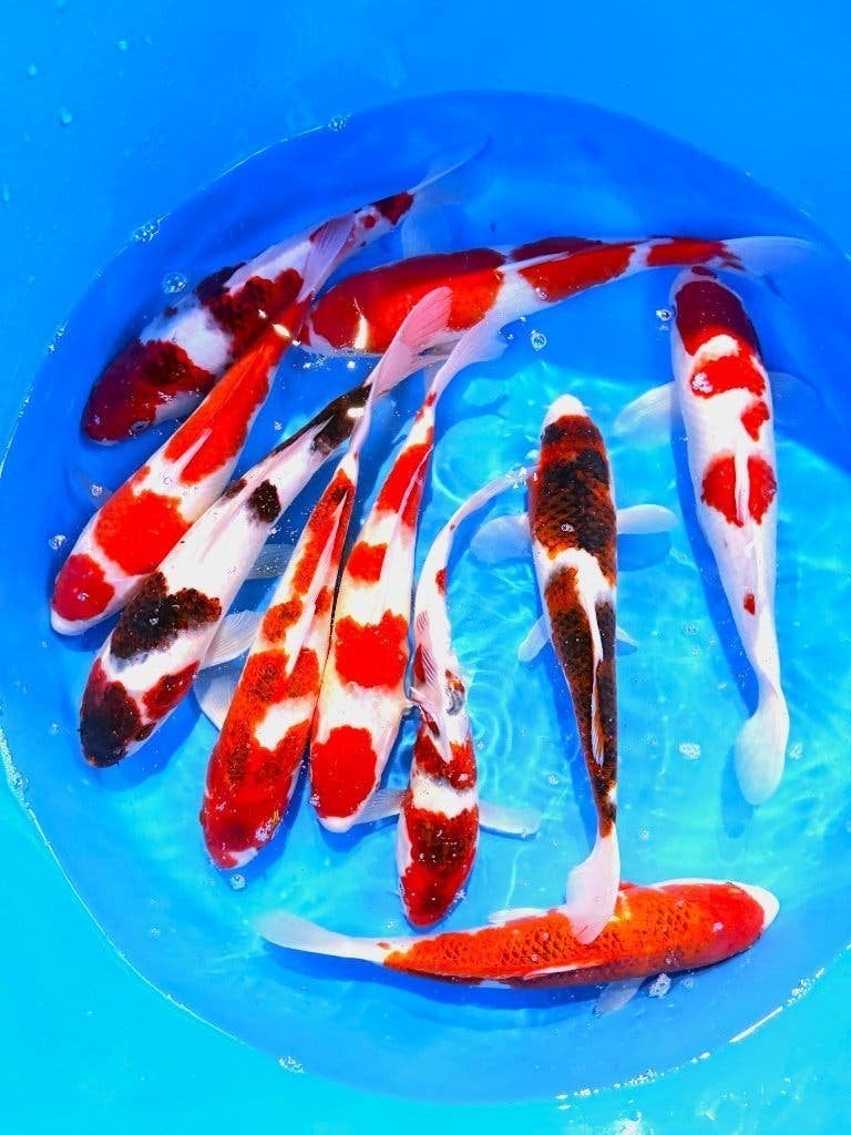 Japankoi, Nisia, diverse Japanse kwekers, Hirasawa Marusei, Karper of Koi
