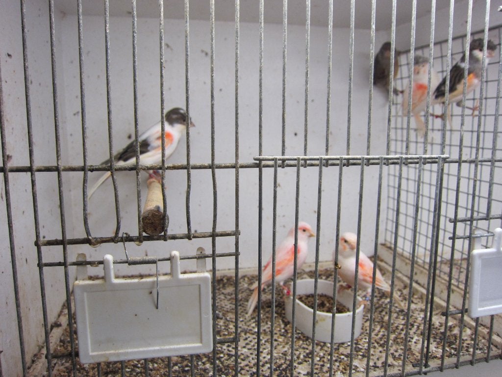 Harlekijn kanarie's, Dieren en Toebehoren, Meerdere dieren, Kleurkanarie