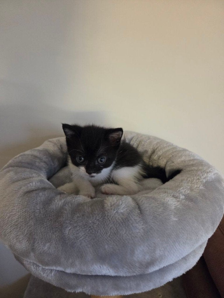 kitten, Dieren en Toebehoren, Poes, 0 tot 2 jaar