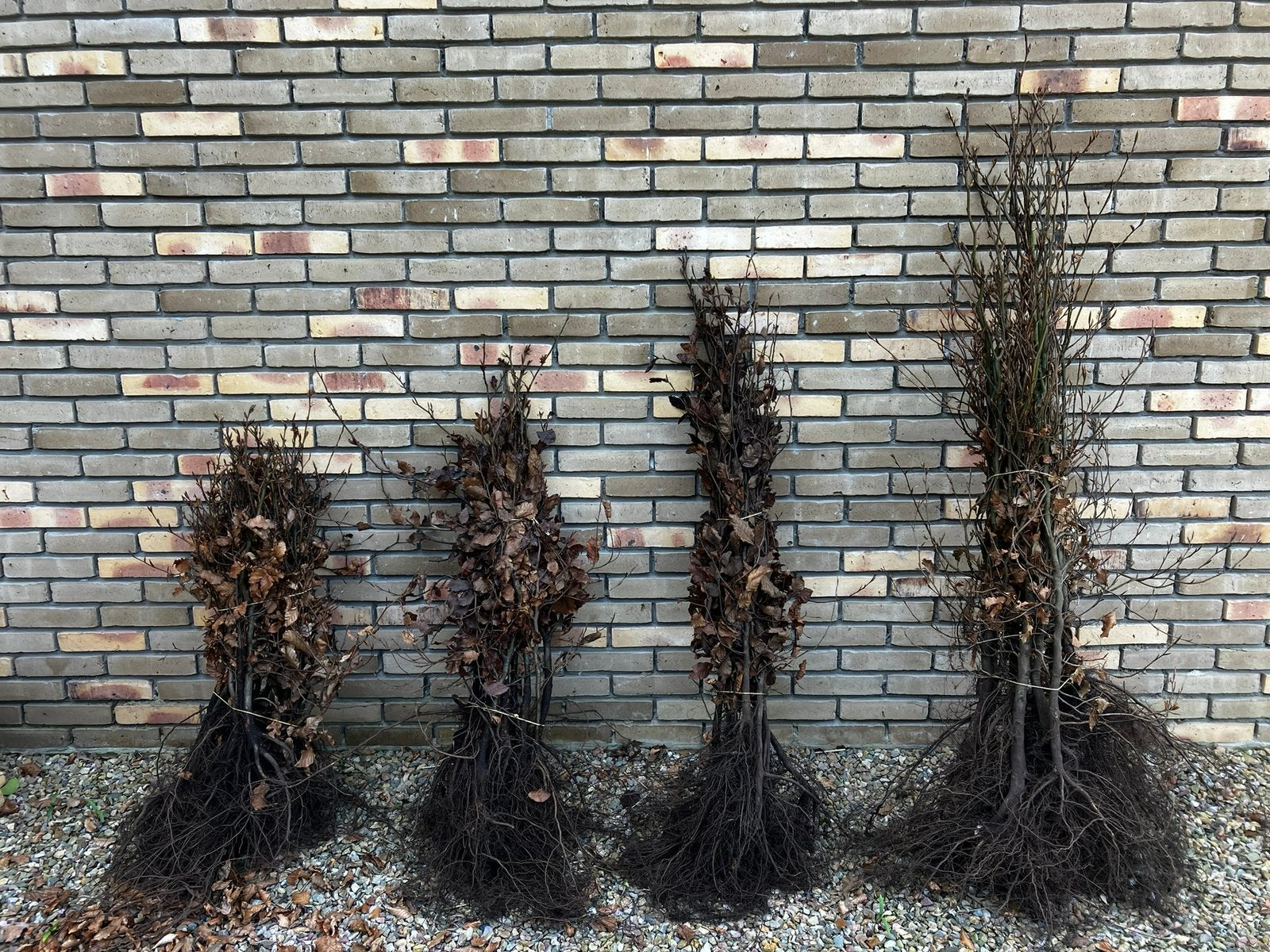 Bladhoudende groene beukenhaag (fagus sylvatica), Ophalen of Verzenden, Beukenhaag, Haag, Minder dan 100 cm