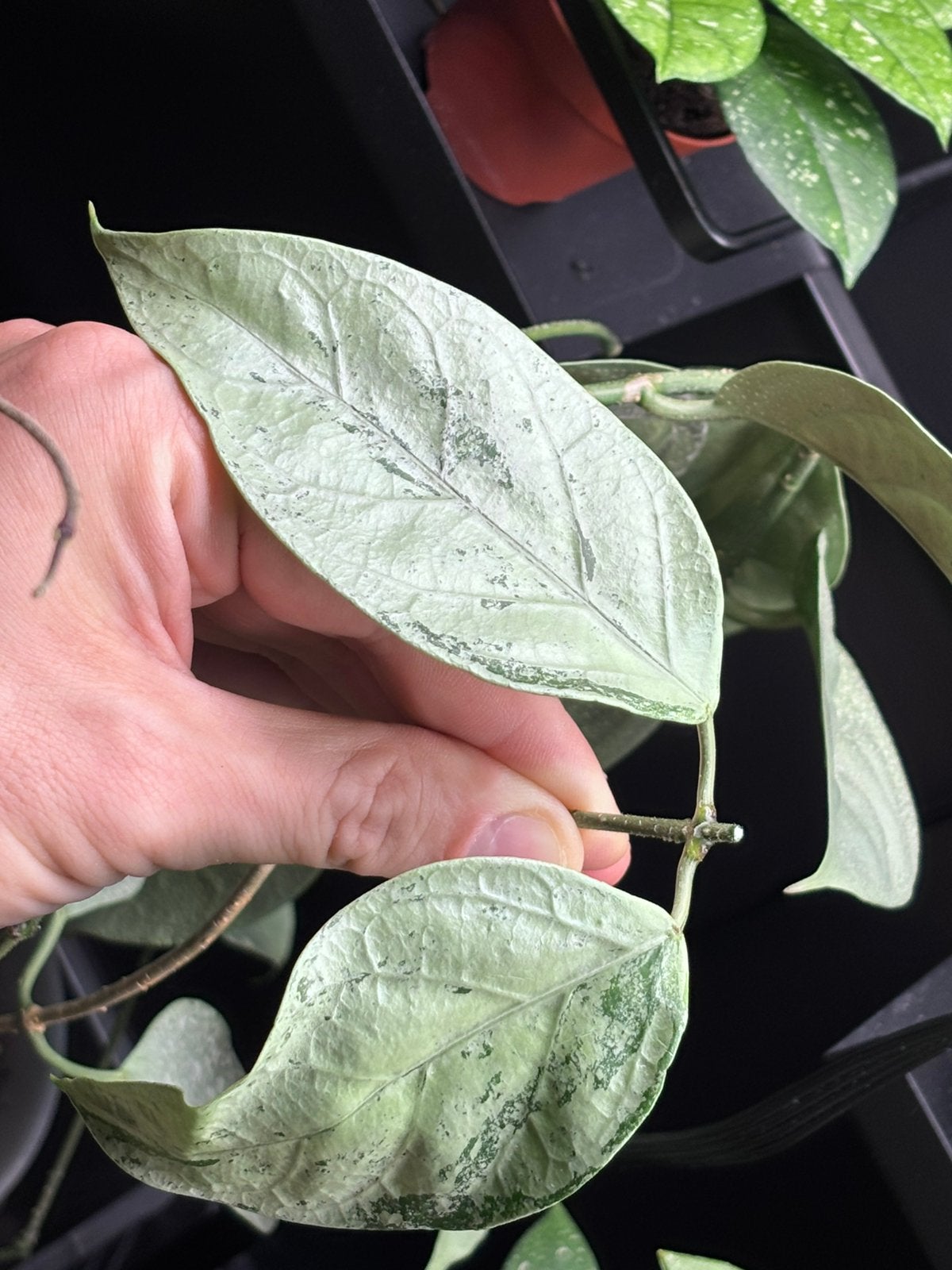 Hoya coriacea Silver, Ophalen of Verzenden, Halfschaduw, Minder dan 100 cm