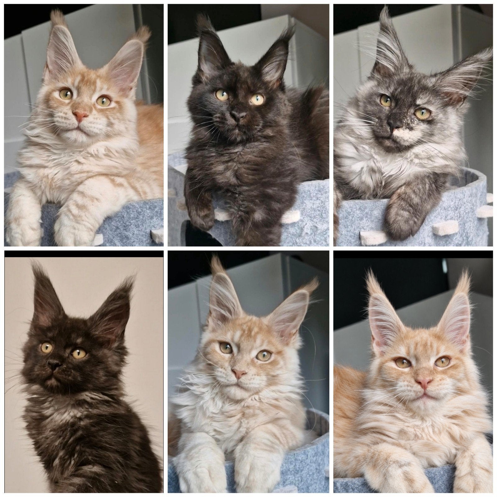 XXL Maine Coon kitten met stamboom, Dieren en Toebehoren, Meerdere dieren, Met stamboom