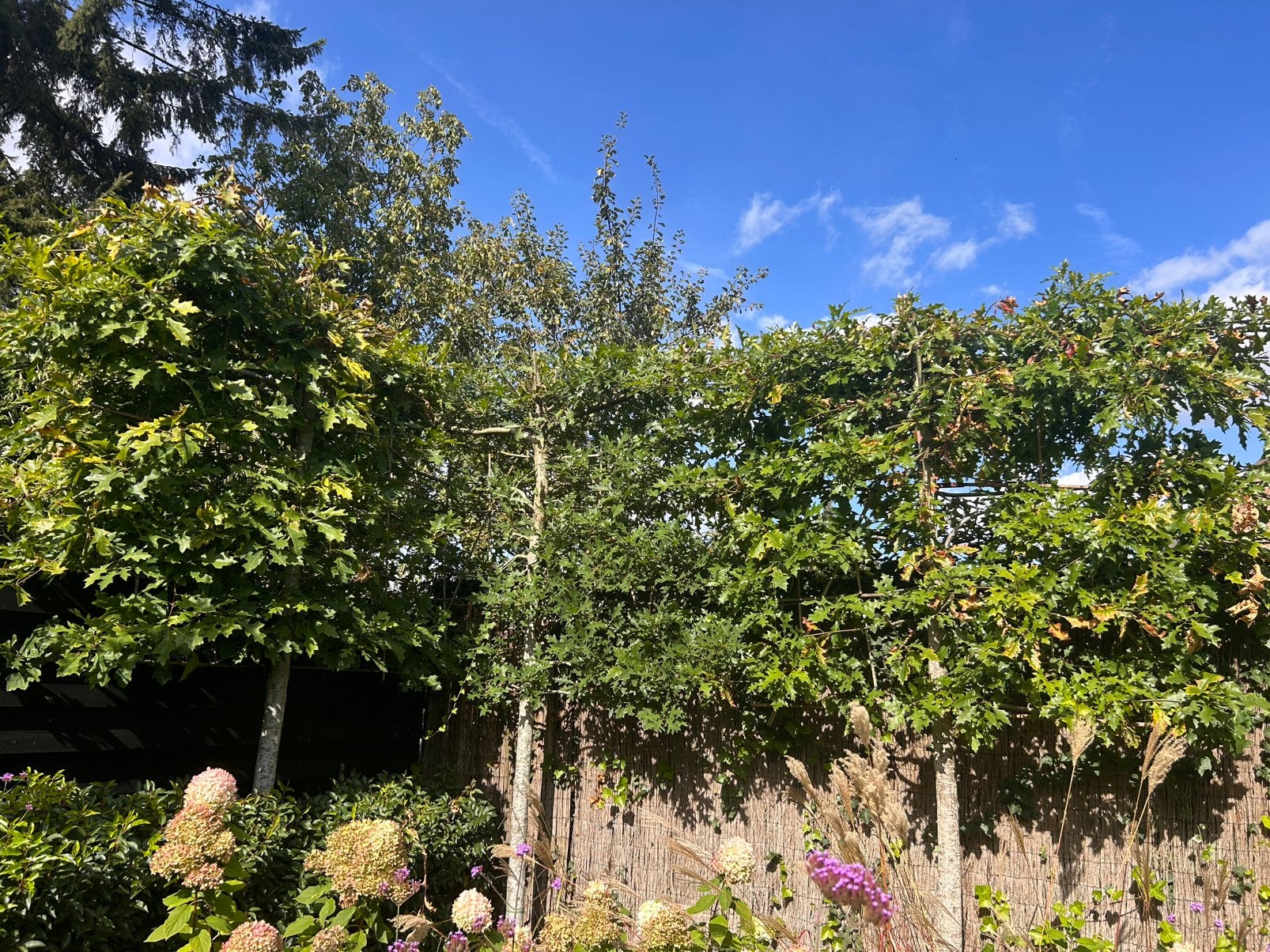 3 mooie lei eikenbomen, Ophalen, Halfschaduw, Leiboom, 100 tot 250 cm