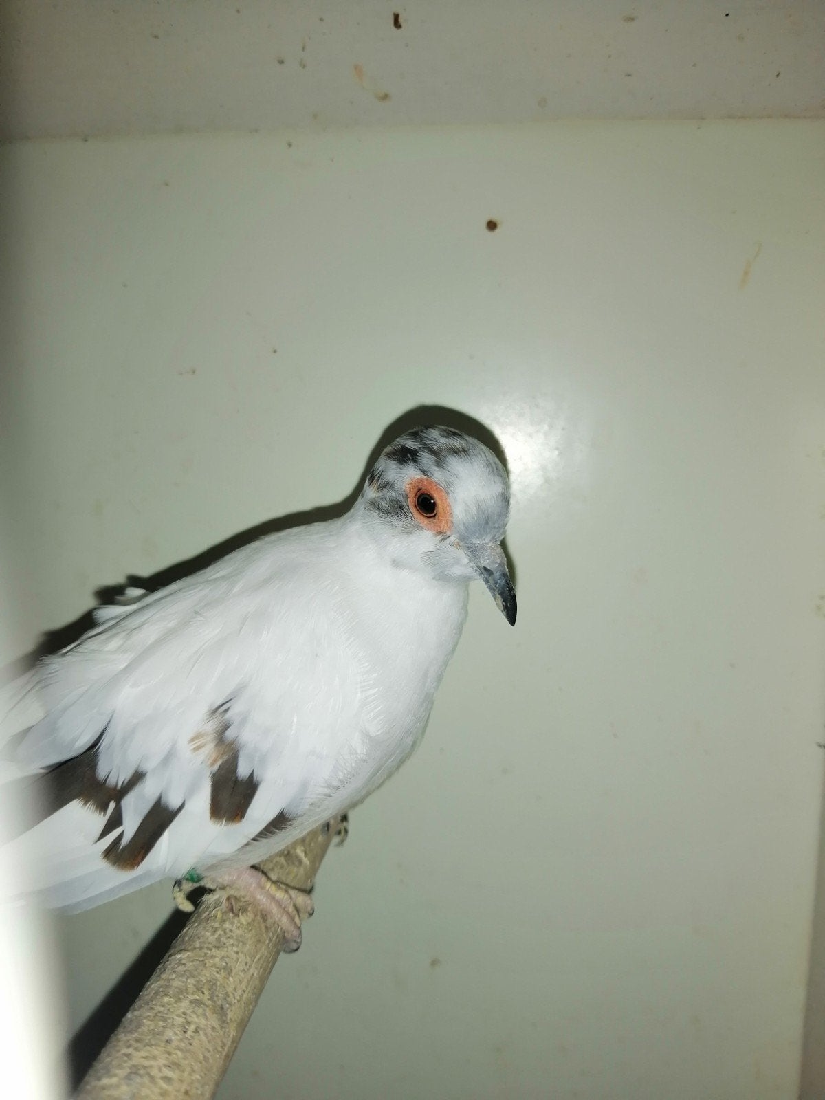 Diamantduif doffer, Dieren en Toebehoren, Mannelijk, Geringd